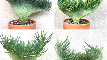 Kalau yang ini bentuknya kayak ekor mermaid alias putri duyung, setuju? Foto: special_plants_world via Bored Panda