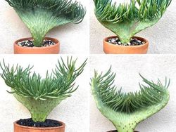 Tanaman Dengan Bentuk Lucu, Kayak Mainan!