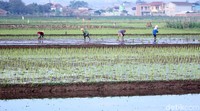 Seperti diketahui, di Kawasan Jalan Anyar, Kecamatan Solokanjeruk, masih terdapat hamparan sawah yang ditanami padi.