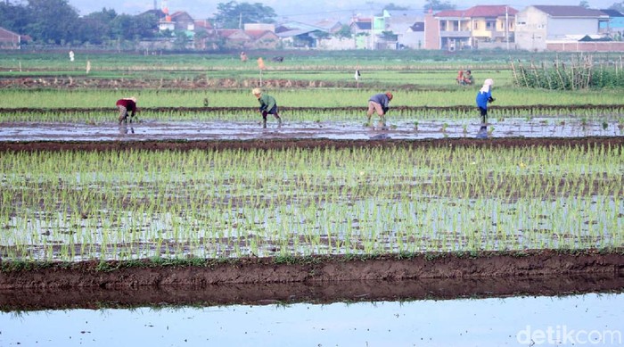 Para petani tetap menggarap sawahnya saat sebagian orang memilih di rumah saat pandemi Corona. Seperti terlihat di areal persawahan Solokanjeruk, Bandung.