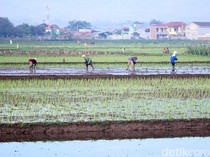 Hati-hati Bangun Rumah di Lahan Bekas Sawah, Ini Bahaya yang Menanti!