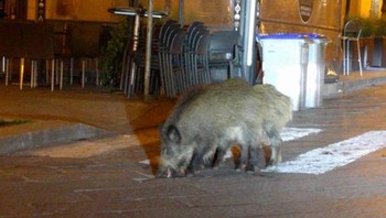 Babi hutan di jalanan Italia. Foto: Bored Panda
