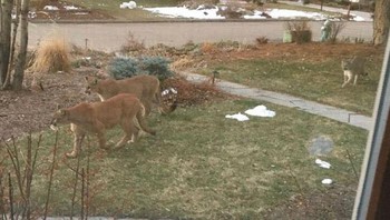 Kawanan singa gunung masuk ke kawasan perumahan  Foto: Bored Panda