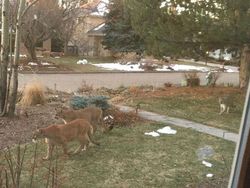 Potret Hewan Menyerbu Kota Saat Lockdown