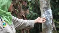 RLU perusahaan karet alam terintegrasi dan berkelanjutan mendedikasikan sebagian lahan menjadi kawasan WCA dan area konservasi beragam flora dan fauna yang ada di dalamnya. Foto: dok. RLU