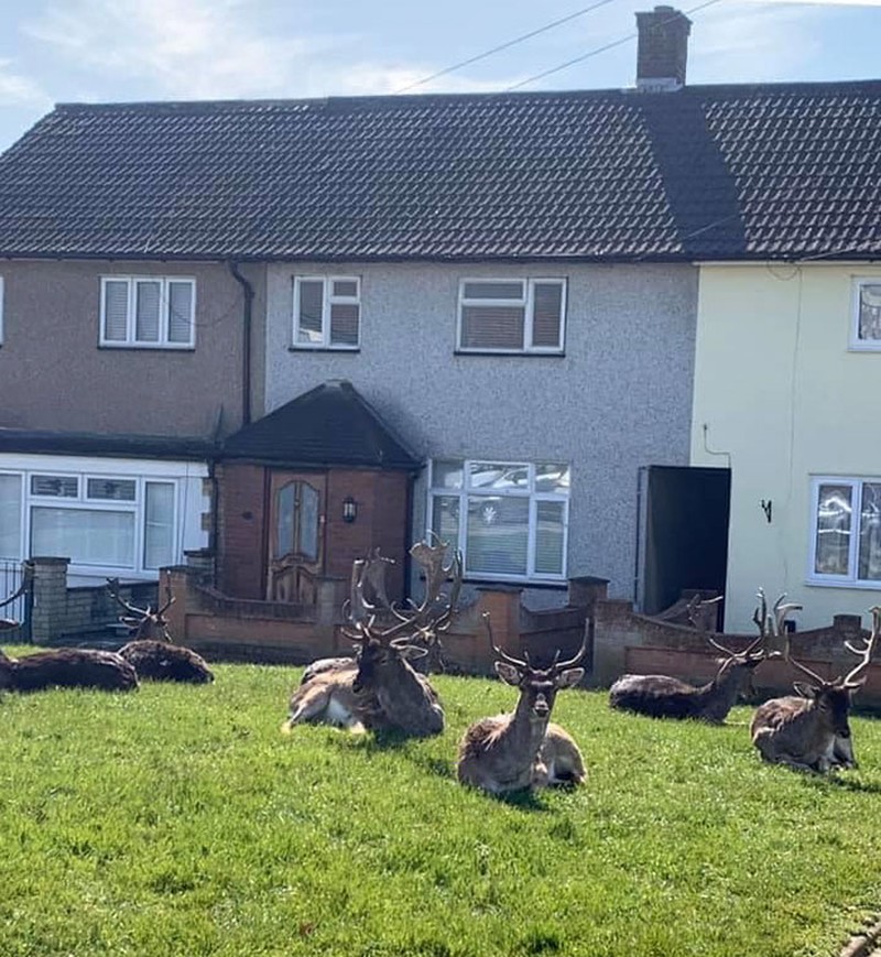 Hewan Liar Saat Lockdown