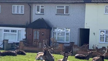 Rusa tengah bersantai di reumputan Harold Hill di Romford, London timur. Foto: Bored Panda