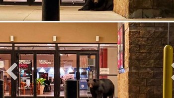 Beruang tengah bersantai depan mal di Duluth, Minnesota, AS. Foto: Bored Panda
