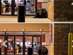 Potret Hewan Menyerbu Kota Saat Lockdown