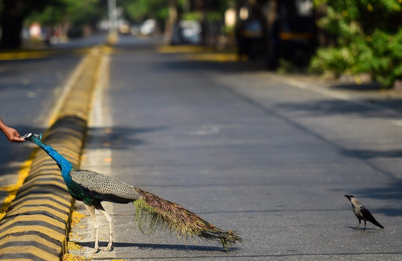 Hewan Liar Saat Lockdown