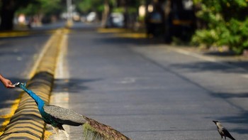 Burung merak di jalanan India. Foto: PII   