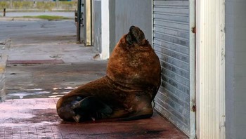 Singa laut bersantai di pelabuhan Mar del Plata, Argentina. Foto: Bored Panda
