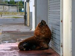 Potret Hewan Menyerbu Kota Saat Lockdown