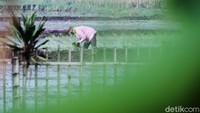 Penanaman padi ini juga salah satu upaya untuk menjaga ketahanan pangan.