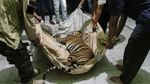 Harimau Sumatera Mati Terjerat di Area Hutan Industri