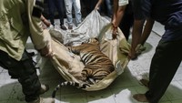 Harimau Sumatera berjenis kelamin jantan dewasa itu terjerat di kaki kanan depan.