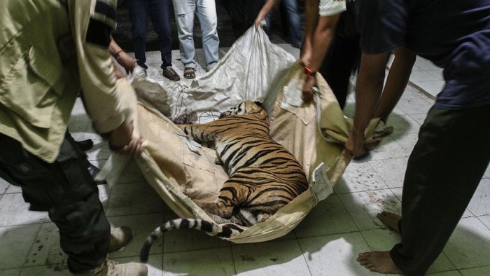 Petugas Balai Besar Konservasi Sumber Daya Alam (BBKSDA) Riau memperlihatkan sling besi yang dijadikan jeratan seekor Harimau Sumatera (Panthera tigris sumatrae) yang mati saat dilakukan nekropsi , di Kantor BBKSDA Riau, di Pekanbaru, Riau, Senin (18/5/2020) malam. Harimau Sumatera jantan ini ditemukan mati di area konsesi PT Arara Abadi, Desa Minas Barat dengan kondisi kaki terluka parah akibat terkena jeratan. ANTARA FOTO/Rony Muharrman/foc.