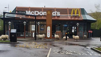 Kawanan domba menyerbu McDonalds di Wales, Inggris. Foto: Bored Panda