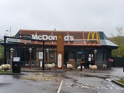 Potret Hewan Menyerbu Kota Saat Lockdown