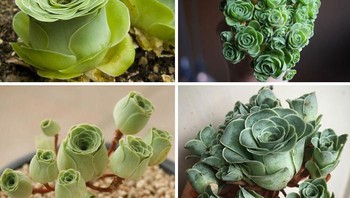 Rose Succulents yang bentuknya too good to be true. Foto: Weibo via Bored Panda