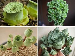 Tanaman Dengan Bentuk Lucu, Kayak Mainan!