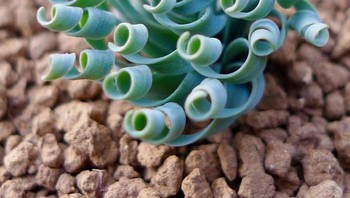 Kok kayak per ya? Gemesin banget! Foto: special_plants_world