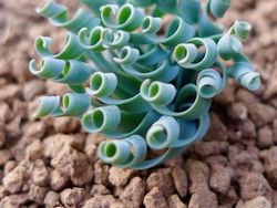 Tanaman Dengan Bentuk Lucu, Kayak Mainan!