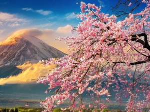 Di Jepang, Kecoa dan Lipan Ini Masuk Daftar Hewan Dilindungi Lho!