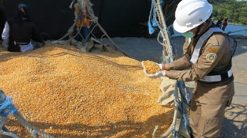 Sebanyak 13.500 ton Jagung  diekspor ke Filipina dari Pelabuhan Badas Kabupaten Sumbawa, Provinsi NTB disaksikan oleh 
Wakil Bupati Sumbawa Drs.H Mahmud Abdullah.