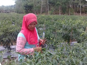 Peranan Pemegang Izin Kelola Hutan Berdayakan Masyarakat Saat Pandemi