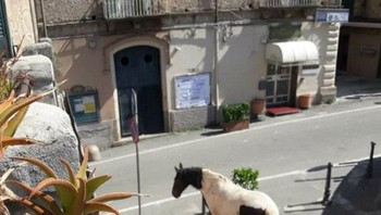 Kuda di jalanan Italia. Foto: Bored Panda