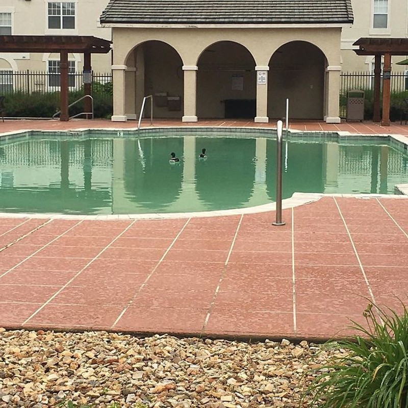 Hewan Liar Saat Lockdown