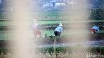 Petani di Bandung Tetap Garap Sawah di Tengah Pandemi