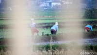 Sejumlah petani perempuan sedang melakukan penanaman padi.
