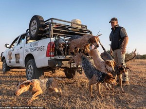 Di Afrika, Anjing-Anjing Dilatih untuk Berburu Pemburu Liar