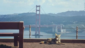 Koyote tengah santai di San Francisco. Foto: Bored Panda