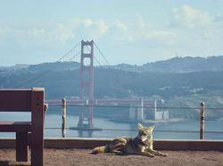 Potret Hewan Menyerbu Kota Saat Lockdown