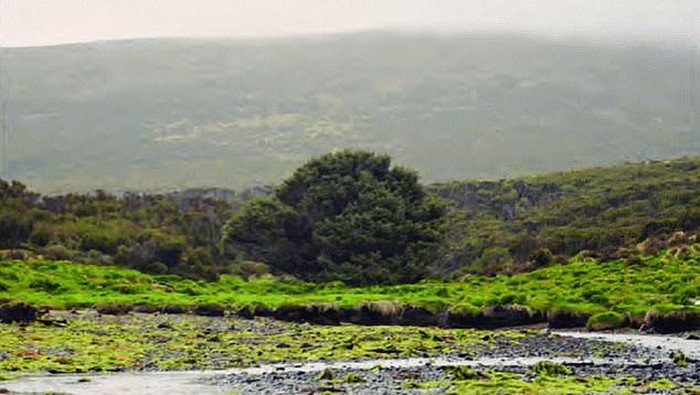 Pohon Sitka Spruce di Campbell Islands, Selandia Baru