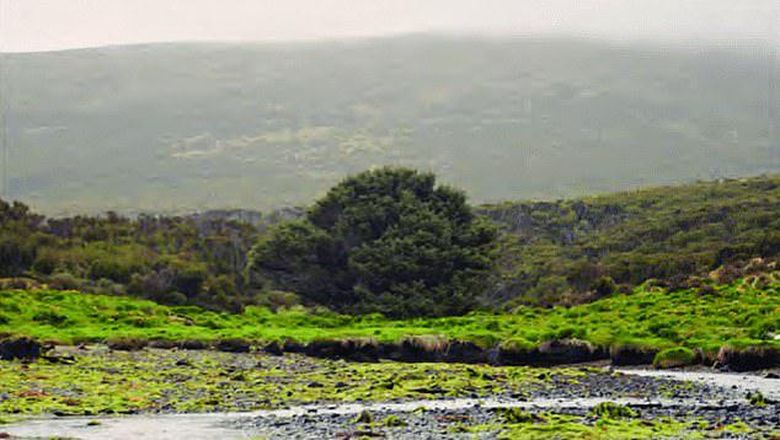 Pohon Paling Kesepian di Dunia Pohon Sitka Spruce di Campbell Islands, Selandia Baru