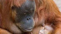 Miris, Bayi Orang Utan di Jerman Diduga Mati karena Corona