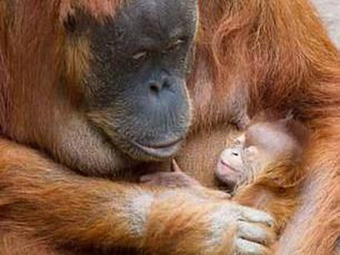 Orang Utan mati diduga terkena virus Corona