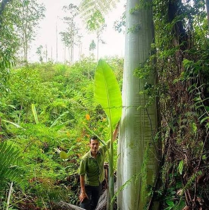 musa ingens pisang terbesar