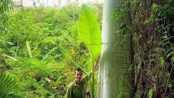 Musa Ingens, Pisang Terbesar di Dunia yang Tumbuh di Papua - Halaman 5