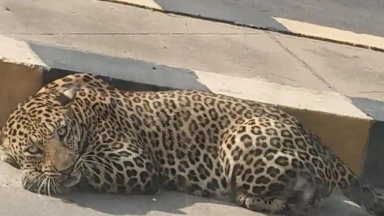 Macan tutul turun ke jalan Macan tutul turun ke jalan
