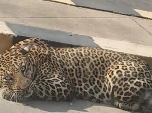 Ngeri! Detik-detik Macan Tutul Serang Sopir Truk