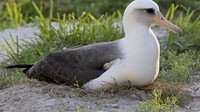 Burung tertua yang dikonfirmasi di dunia dan berada di alam liar berusia 68 tahun. Burung ini sudah diberi label pada tahun 1956, yakni burung albatros bernama Laysan
