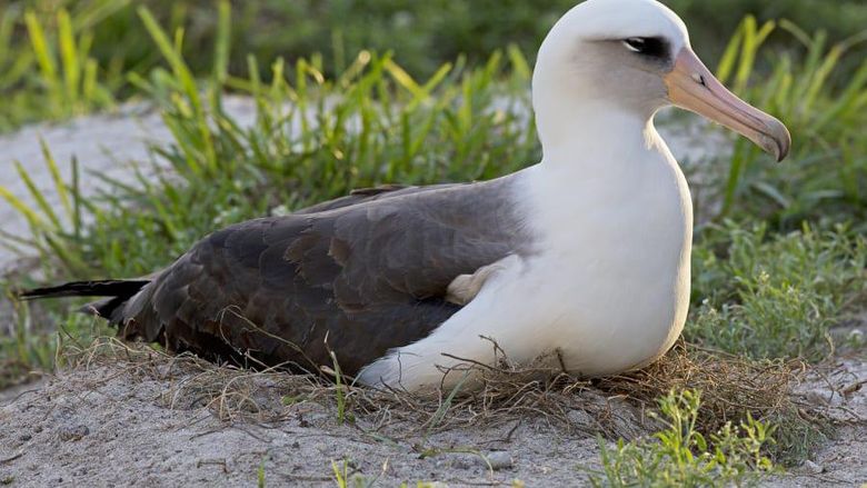 Laysan, burung albatros