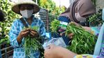Di Bogor Ada Kampung Siaga Pangan COVID-19 Lho