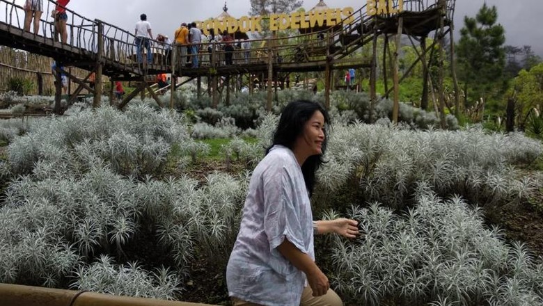 Taman Edelweis yang Tidak Biasa di Bali