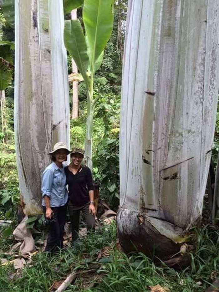 musa ingens pisang terbesar